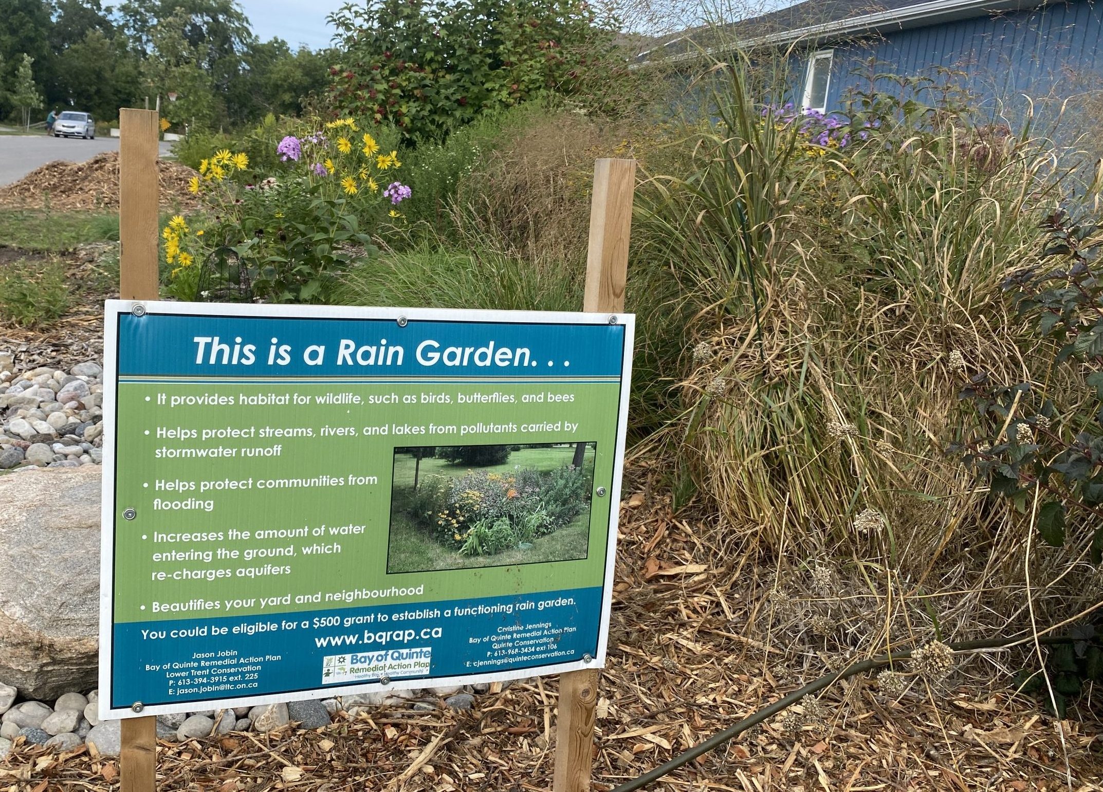 Picton Rain Garden Tour