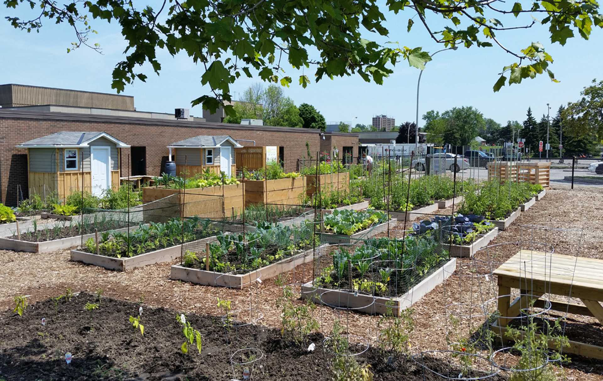 MOHAWK COLLEGE COMMUNITY GARDEN