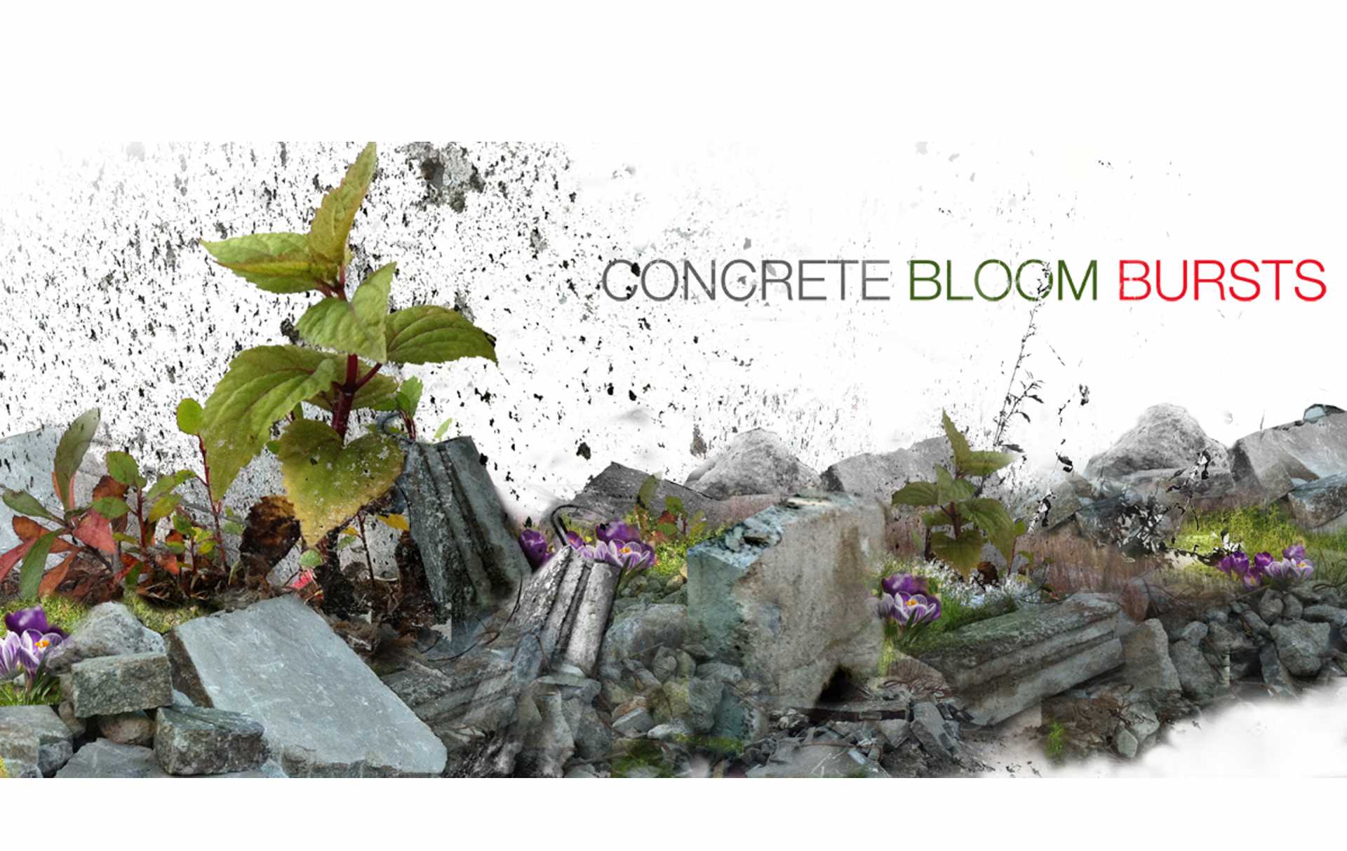 CONCRETE BLOOM BURST-2